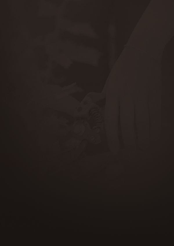 Couper la feuille de vigne au sécateur