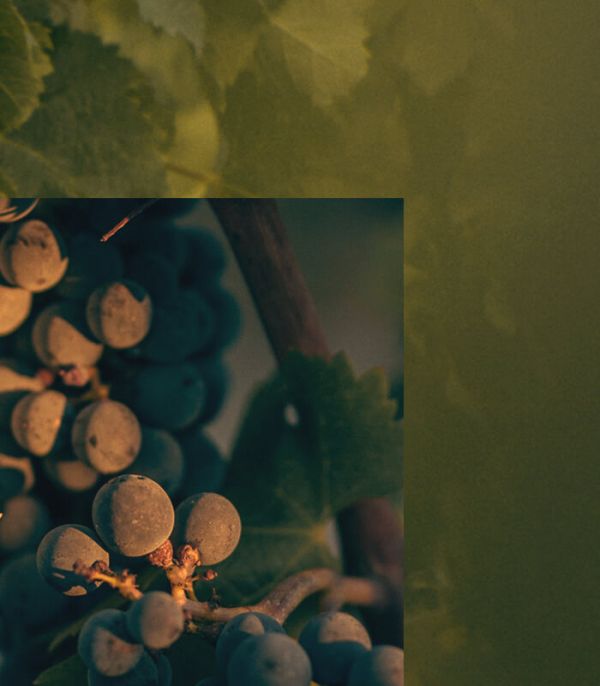 Média double du raisin