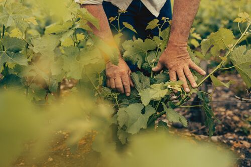 Accompagner la vigne