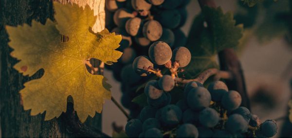 Cabernet sauvignon du terroir